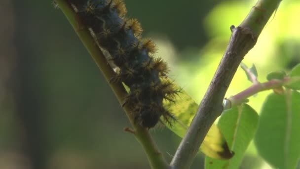 Fuzzy caterpillar climbing on branch — Stock Video