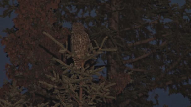 Great Horned Owl na drzewie — Wideo stockowe