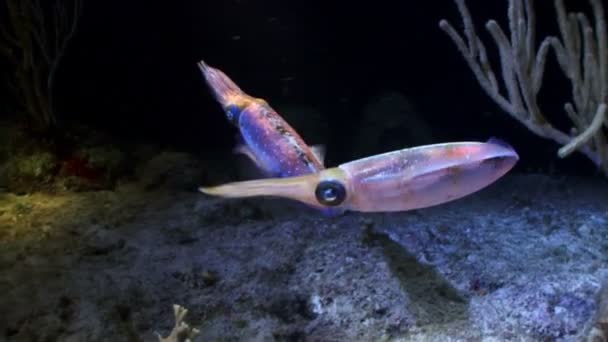 Calamares brillantes nadando bajo el agua — Vídeos de Stock