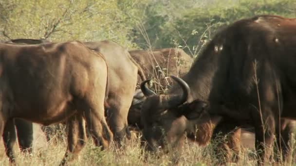 Group of cape buffalo — Stock Video