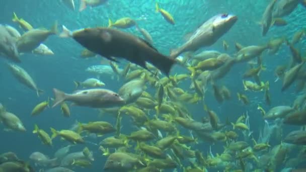 Grupos de peces nadando cerca de la superficie — Vídeo de stock