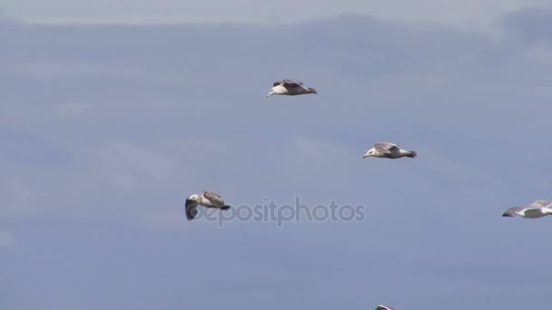 Gaviotas en vuelo cámara lenta — Vídeos de Stock