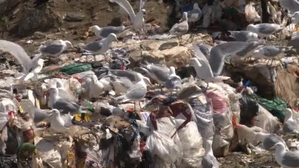 Gulls at dump — Stock Video