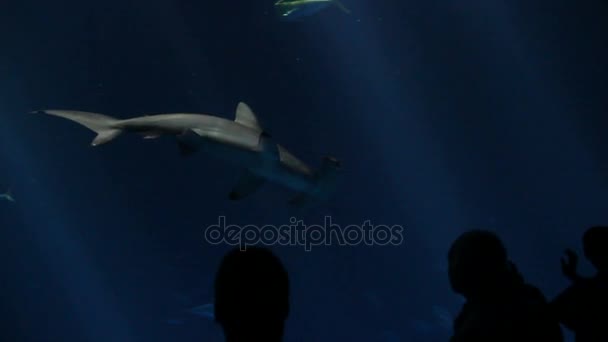 Молотоголовая акула в аквариуме — стоковое видео