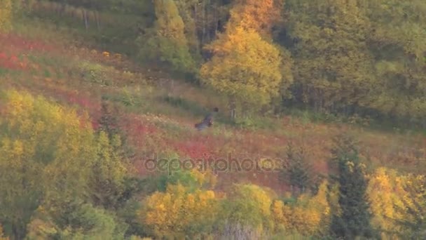 Hawk flying over forest in autumn — Stock Video