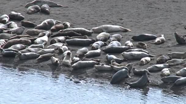 Phoques communs se prélassant sur le sable près du bord des eaux — Video