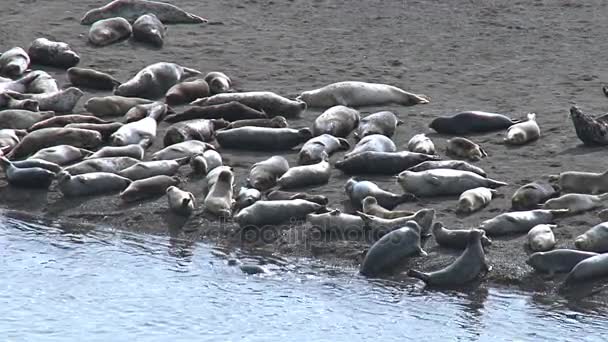 Focas del puerto tomando el sol en la arena cerca del borde de las aguas — Vídeo de stock