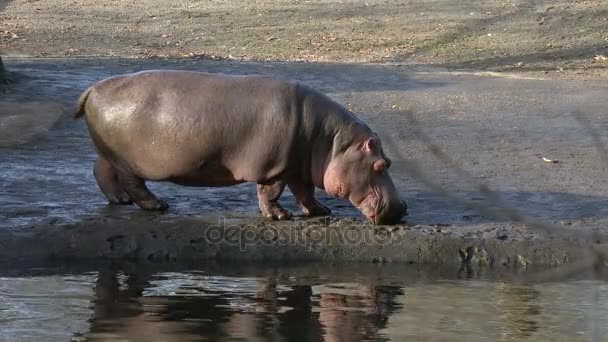 Hipopótamo por fuente de agua — Vídeo de stock