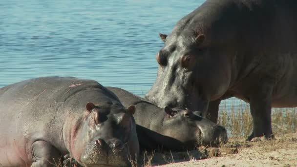 Hippopotami next to water — Stock Video