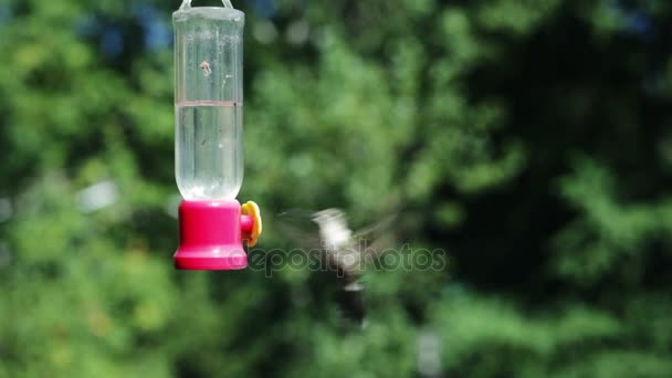 Kolibrie eet bij feeder — Stockvideo
