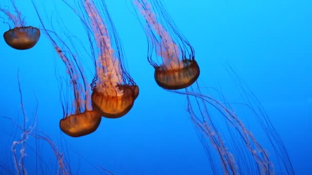 Méduses dans l'aquarium — Video