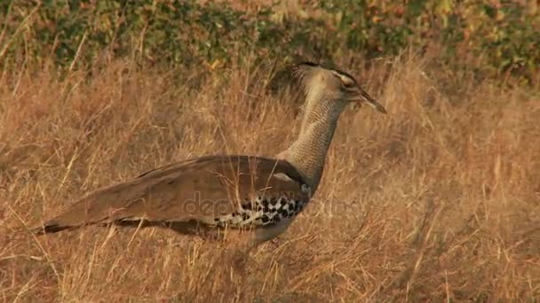 Kori bustard em campo seco — Vídeo de Stock