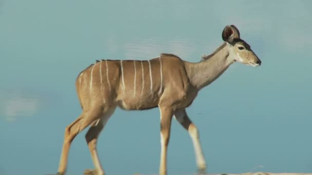 Kudu caminando por el agua — Vídeo de stock