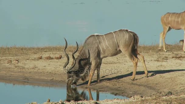 Agua potable kudu — Vídeo de stock