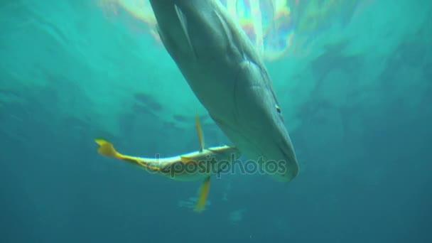 Gros poissons dérivant près de la surface de l'eau — Video