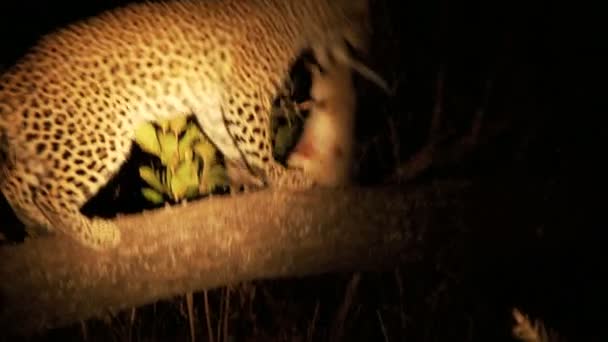 Leopard at night — Stock Video