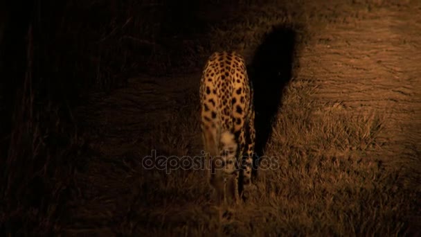 Leopardo por la noche — Vídeo de stock