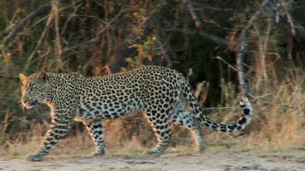 Leopardo cerca del agua — Vídeos de Stock