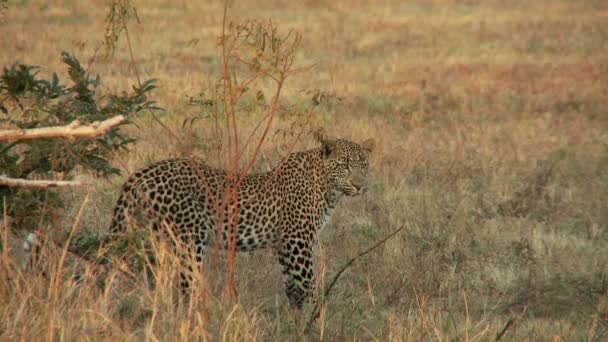 léopard marche dans le champ 