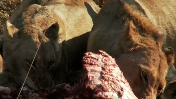 Lion eating close up — стоковое видео