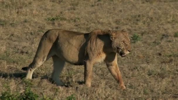 Лев на сухом поле — стоковое видео