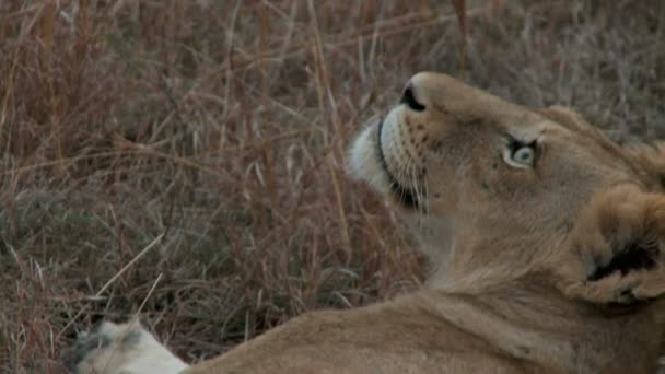 Löwe legt sich aus nächster Nähe hin — Stockvideo