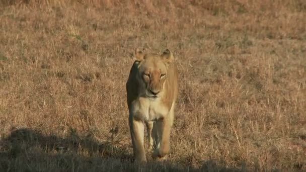 León se acuesta en la sombra — Vídeos de Stock