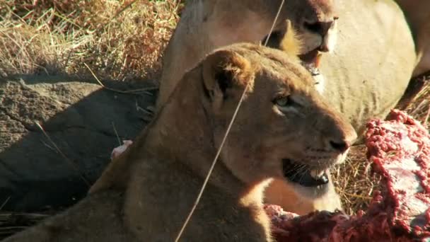 Aslanlar yemek vınlamak dışarı — Stok video