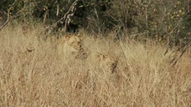Λιοντάρια σε ξερά χόρτα — Αρχείο Βίντεο