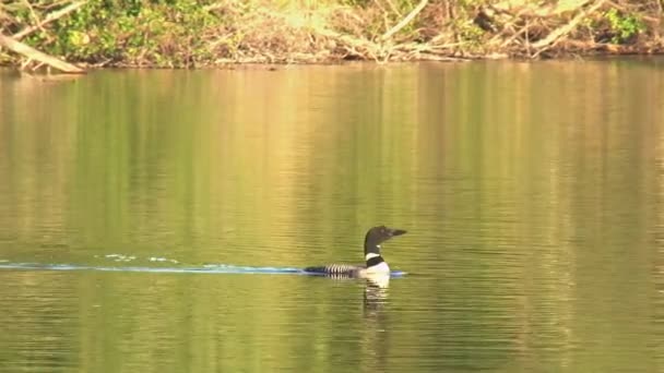 Loon koupání v jezeře a potom potápění pod vodou — Stock video