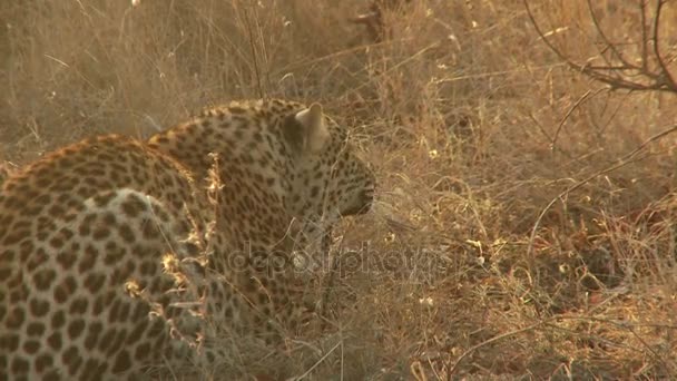 Леопард лежит в сухой траве — стоковое видео