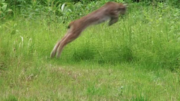 Lince saltando sobre a presa no prado do Alasca — Vídeo de Stock