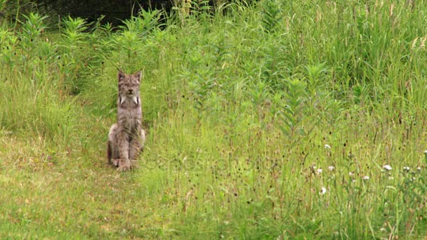 Lynx sittande och kliande huvud — Stockvideo