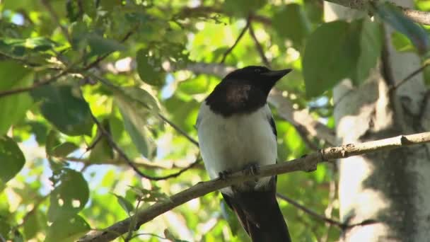 Magpie in a birch tree — Stock Video