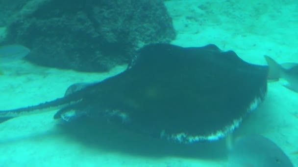 Manta ray swimming into distance on sea floor — Stock Video