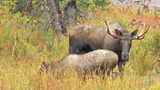 Male and female moose in field — Stock Video