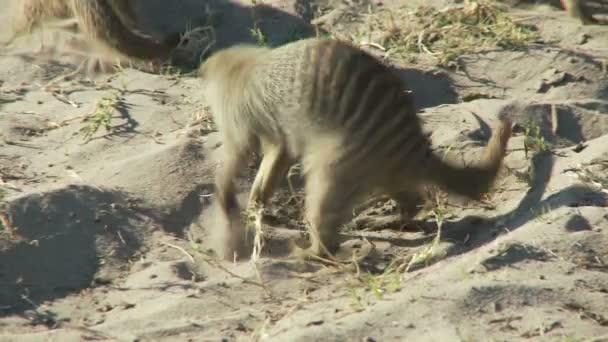 Meerkat playing in dirt — Stock Video