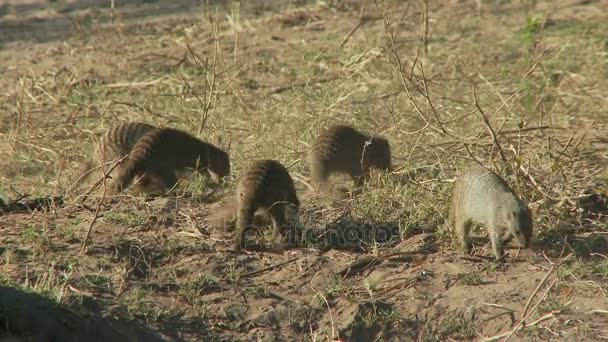 Meerkats on dry grass — Stock Video