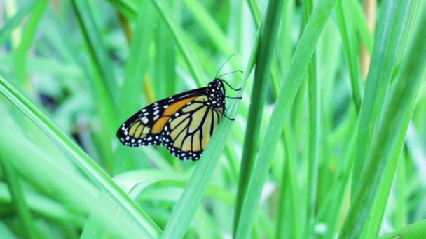 Mariposa monarca aleteo alas — Vídeo de stock