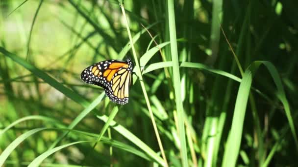 Monarch vlinder op gras — Stockvideo