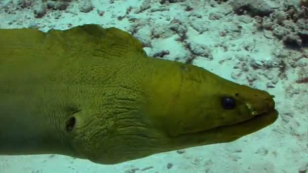 Murene aal zwemmen door koraalrif — Stockvideo