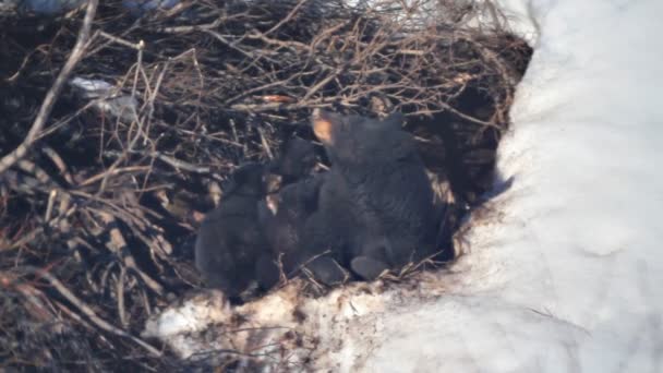 Mère ours jouer avec des oursons — Video