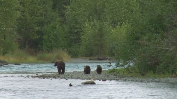 Madre oso pardo y cachorros en la orilla del río — Vídeo de stock