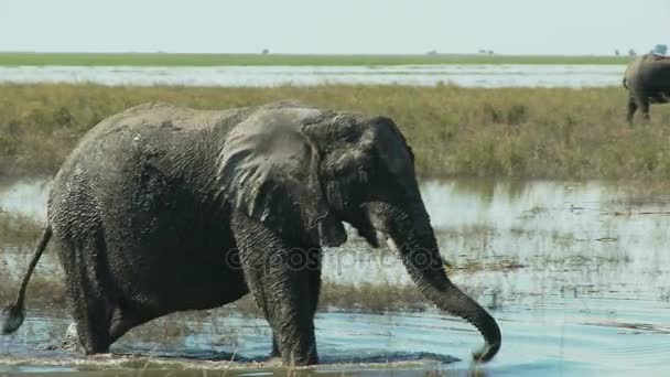 Modder overdekte olifant — Stockvideo