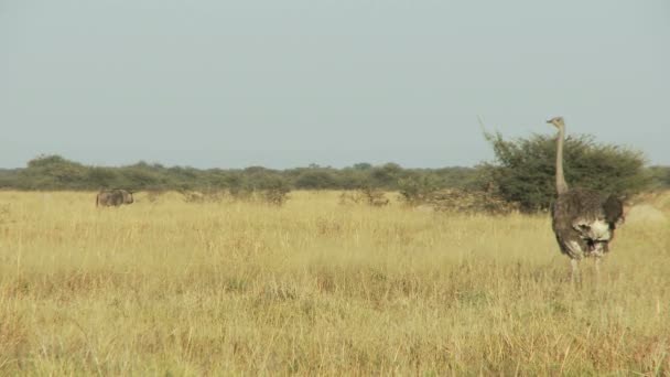 Struisvogel in veld — Stockvideo