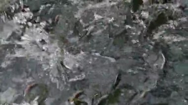 Nehrin yukarısında yumurtlayan somon balığı