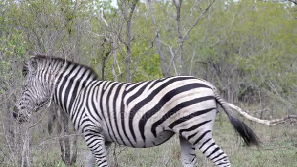 Padella da una zebra a piedi in al cespuglio nel parco nazionale di Kruger Sud Africa — Video Stock
