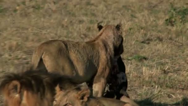 Orgulho de leões comendo — Vídeo de Stock
