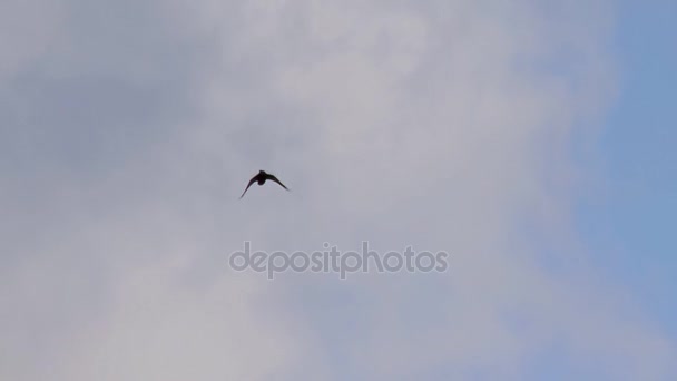 Korpen flyger över huvudet genom mulen himmel — Stockvideo