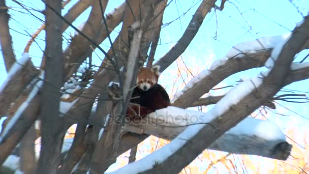 Panda rojo se sienta en el árbol — Vídeos de Stock